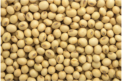 Soybean Oilseed